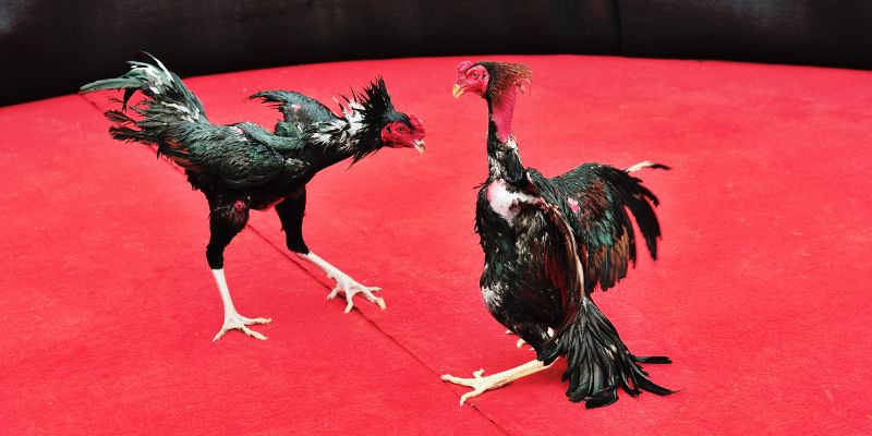 Hướng dẫn tạo tài khoản và đăng nhập để chơi Đá gà N88