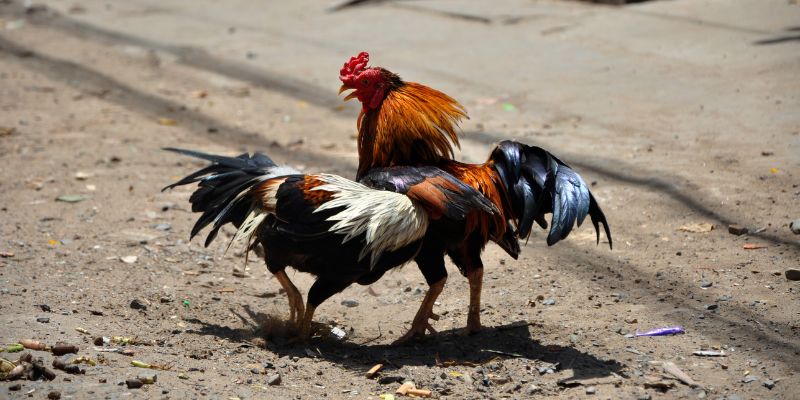 Tổng quan về Đá gà N88
